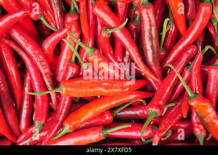 Rote Chilischoten in einer Kiste Stockfoto