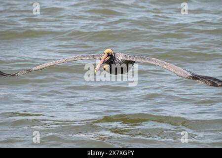Braunpelikan (Pelecanus occidentalis), der über den Ozean fliegt, Galveston, Texas, USA Stockfoto