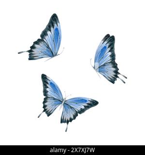 Set mit blauem Schmetterling. Elegante, realistische australische Ulysses-Schwalbenschwanzmotte. Aquarellabbildung isoliert auf weißem Hintergrund. Handgezogene Insekten Stockfoto