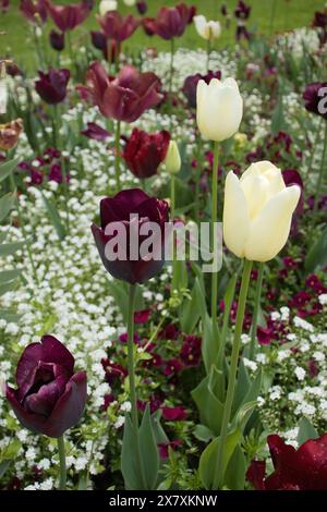 Rote und weiße Tulpen im Hermannshofgarten in Weinheim. Stockfoto