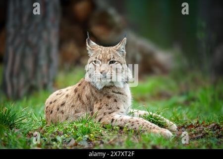 Ein Luchs, eine mittelgroße Wildkatze mit spitzen Ohren und Fell, sitzt im Gras im Wald. Der Luchs sucht in seinem natura nach potenziellen Beute oder Bedrohungen Stockfoto