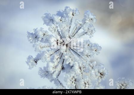 Raureif oder Adventionsfrost über Anthriscus sylvestris, Kuh-Petersilienpflanze an einem kalten Wintertag. Geringe Schärfentiefe. Stockfoto