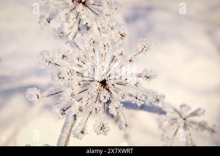 Raureif oder Adventionsfrost über Anthriscus sylvestris, Kuh-Petersilienpflanze an einem kalten Wintertag. Geringe Schärfentiefe. Stockfoto