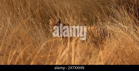 Die atemberaubende Tierwelt des Ranthambore National Park Indien Stockfoto