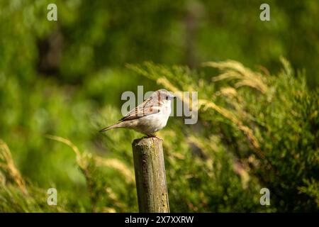 Baumsperling auf einem Holzpfosten, farbenfrohes Frühlingsfoto Stockfoto