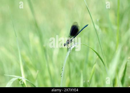 Gebänderte Demiselle (Calopteryx splendens), männlich, Libelle, Grasblatt, Makro, die blaue Libelle sitzt auf einem Grasblatt auf der grünen Wiese Stockfoto
