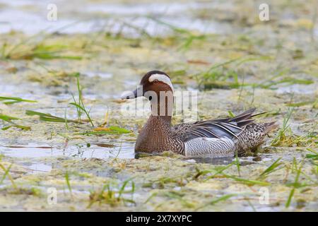 Garganey (Anas querquedula), männlich auf einer Feuchtwiese, Ochsenmoor am Dümmersee, Badeente, Wildtiere, Hüde, Niedersachsen, Deutschland, Europa Stockfoto