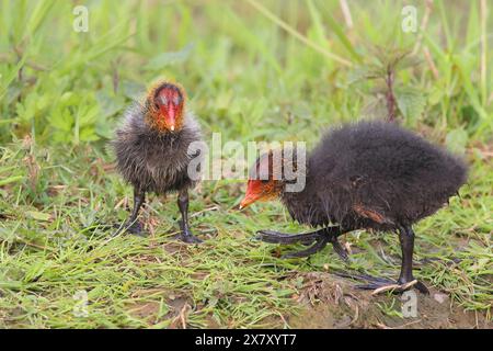 Eurasian Coot, Coot Rail, (Fulica atra), zwei Küken auf einer Wiese, Ochsenmoor, Frühling, Dümmer-See, Hüde, Niedersachsen, Deutschland, Europa Stockfoto