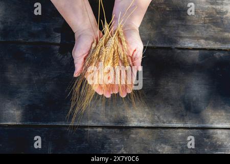 Eine Frau hält sonnendurchflutete Weizenohren in den Händen auf einem Holztisch auf dem Feld Stockfoto