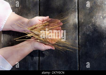 Eine Frau hält sonnendurchflutete Weizenohren in den Händen auf einem Holztisch auf dem Feld Stockfoto