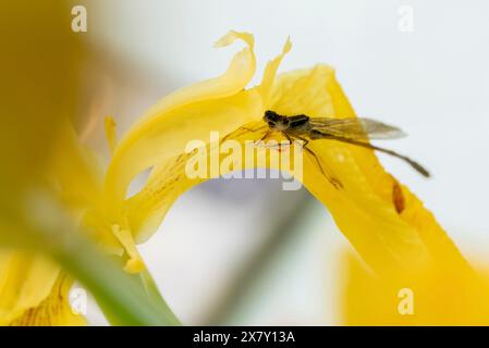 Eine Libelle auf einer gelben Blume, Makrofoto, Wolmirstedt, Sachsen-Anhalt, Deutschland, Europa Stockfoto