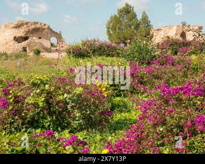 Lila blühende Sträucher und grüne Vegetation vor historischen Ruinen und Bäumen, lila Blumen grüne Pflanzen vor historischen Ruinen und blau Stockfoto