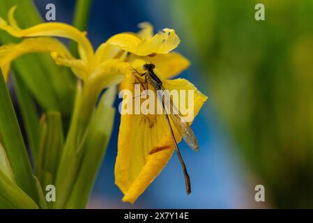 Eine Libelle sitzt auf einer verwelkten gelben Blume, umgeben von grünen Blättern, Wolmirstedt, Sachsen-Anhalt, Deutschland, Europa Stockfoto