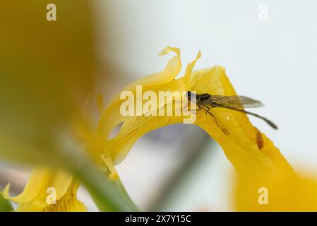 Nahaufnahme einer Libelle, die auf einer gelben Blume sitzt, Wolmirstedt, Sachsen-Anhalt, Deutschland, Europa Stockfoto