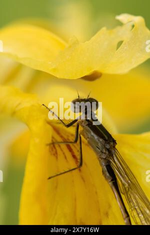 Eine Nahaufnahme einer Libelle, die auf einer gelben Blume sitzt, Wolmirstedt, Sachsen-Anhalt, Deutschland, Europa Stockfoto