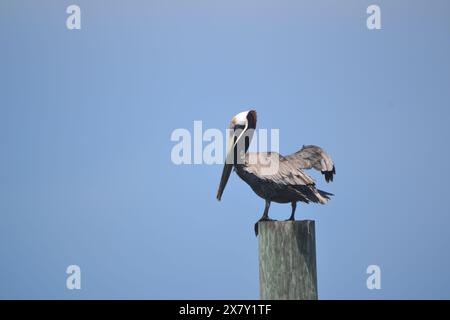 Ein brauner Pelikan hebt einen Flügel an, um sich auf einem Holzmast zu stabilisieren, während der Wind an einem Tag mit roter Flagge in Ponce Inlet, FL, heftig wehte. Stockfoto