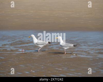 Zwei Möwen, die nebeneinander am Strand stehen und einen Fisch betrachten, streitende Möwen an einem Nordseestrand bei Ebbe, Larinae, de haan, Stockfoto