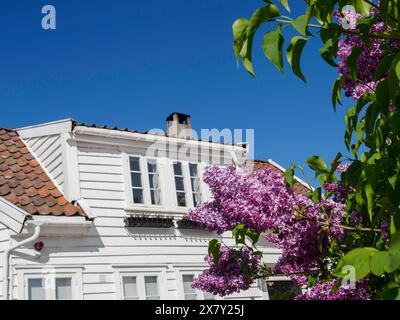 Blühendes lila Flieder vor einem weißen Haus unter einem klaren blauen Himmel, weiße Holzhäuser mit grünen Bäumen und Blumen vor einem blauen Himmel, Stavanger Stockfoto