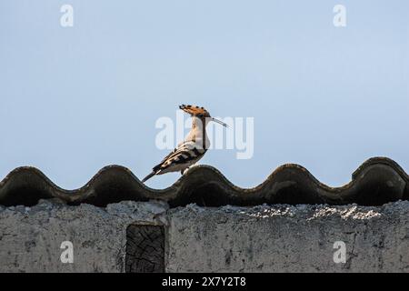 Eurasischen wiedehopf Upupa epops im Nest in der Nähe von Nationalpark Kiskunsag Tiszaalpar südliche Tiefebene in Ungarn Stockfoto