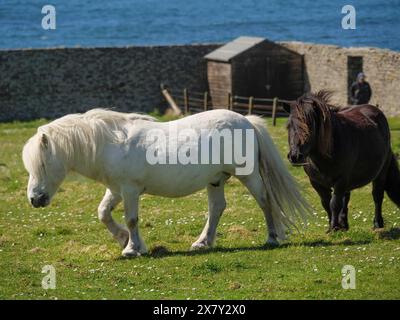 Ein weißes Pony führt das schwarze Pony auf einer grünen Weide vor einer Steinmauer und dem blauen Meer, schwarz-weiße Pferde vor einem Steinhaus in A Stockfoto