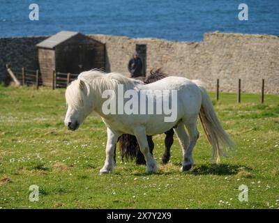 Ein weißes Pony und ein schwarzes Pony auf einer Weide vor einer niedrigen Steinmauer und dem blauen Meer, schwarz-weiße Pferde vor einem Steinhaus auf einer Wiese Stockfoto