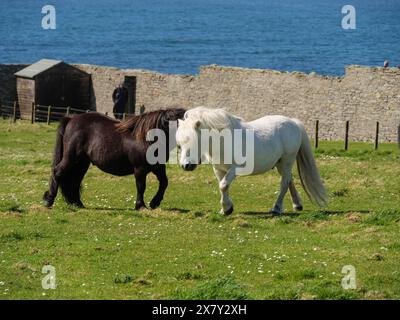 Ein schwarzes und weißes Pony ziehen auf einer grünen Weide vor einer Steinmauer und dem Meer, schwarz-weiße Pferde vor einem Steinhaus auf einer Wiese an Stockfoto