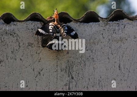 Eurasischen wiedehopf Upupa epops im Nest in der Nähe von Nationalpark Kiskunsag Tiszaalpar südliche Tiefebene in Ungarn Stockfoto