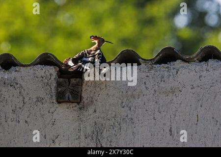 Eurasischen wiedehopf Upupa epops verlassen Nest in der Nähe von Nationalpark Kiskunsag Tiszaalpar südliche Tiefebene in Ungarn Stockfoto