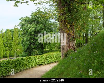 Ein gewundener Waldweg führt durch üppiges grünes Laub und einen alten Baum, kleiner Fußweg zwischen grünen Bäumen, newcastle, England, Großbritannien, Europa Stockfoto
