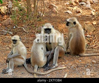 Die atemberaubende Tierwelt des Ranthambore National Park Indien Stockfoto