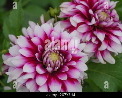 Nahaufnahme von zwei größeren rosa-violetten Blüten mit detaillierten Blütenblättern, blühende Dahlien in verschiedenen Farben in einem Garten, legden, deutschland Stockfoto