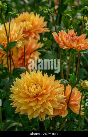 Mehrere gelbe und orangene Blüten blühen in einem grünen Garten, Dahlienblüten in verschiedenen Farben in einem Garten, legden, deutschland Stockfoto