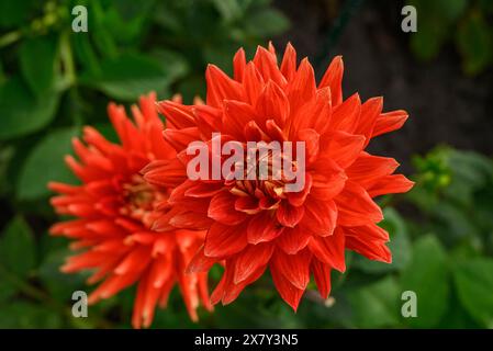 Hellrote Blüten in einem grünen Garten bei Tageslicht, Dahlienblüten in verschiedenen Farben in einem Garten, legden, deutschland Stockfoto