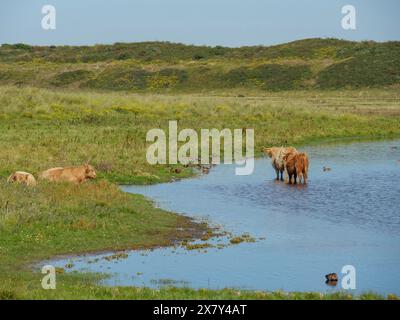 Einige Kühe und Enten auf und im Wasser, umgeben von grünen Wiesen und Hügeln in ruhiger Umgebung bei sonnigem Wetter, viele Kühe in einem See in der Düne Stockfoto