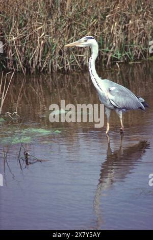 Graureiher Ardea cinerea auf der Suche nach Fischen Stockfoto