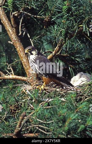 Eurasisches Hobby Falco subbuteo Erwachsene und Flaumküken am Nest in der schottischen Kiefer Pinus sylvestris Baum England Großbritannien Stockfoto
