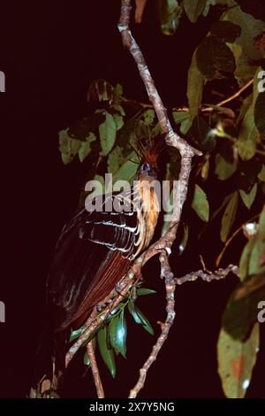 Hoatzin Opisthocomus hoazin in einem Baum, La Selva Jungle Lodge, Ecuador, Südamerika Stockfoto