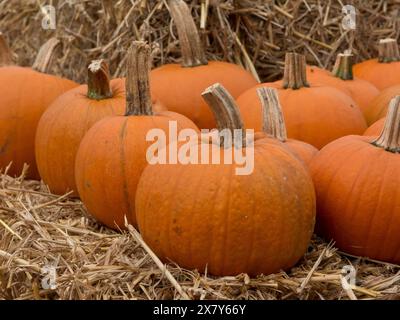 Kürbisse liegen auf Stroh in einer ländlichen Umgebung, viele orange Kürbisse zur Erntezeit, borken, deutschland Stockfoto