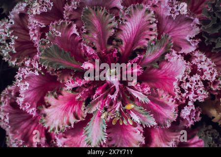 Lila Dekokohl aus nächster Nähe. Violetter Brassica-Hintergrund. Brassica-Blumenkopf in Blüte. Lilafarbene Lockenblume. Gartenbau. Stockfoto