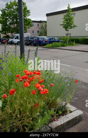 Blühendes Biotope am Straßenrand, Zebraüberquerung, Blumenstreifen, Blumenbeet, insektenfreundlich, Wildbienen, Stadt, Bezirk, Wohnsiedlung, Hagenbach, T Stockfoto