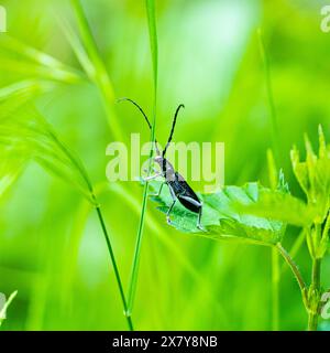 Der Schwarze große Steinbockkäfer im Sommer (Cerambyx Longicorn oder Cerambyx Cerdo). Stockfoto