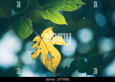 Grüner Blatthintergrund Texturen ökologischer Garten auf tropischem Regenwald Dschungel Bananenblätter Palme. Grünes, helles, abstraktes Muster in der Natur e Stockfoto