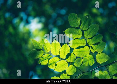 Grüner Blatthintergrund Texturen ökologischer Garten auf tropischem Regenwald Dschungel Bananenblätter Palme. Grünes, helles, abstraktes Muster in der Natur e Stockfoto