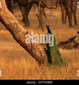 Die atemberaubende Tierwelt des Ranthambore National Park Indien Stockfoto