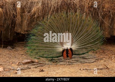 Die atemberaubende Tierwelt des Ranthambore National Park Indien Stockfoto