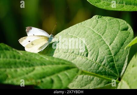 YICHANG, CHINA - 22. MAI 2024 - Ein Schmetterling sitzt während des Internationalen Tages für biologische Vielfalt in Yichang, provinz Hubei Stockfoto