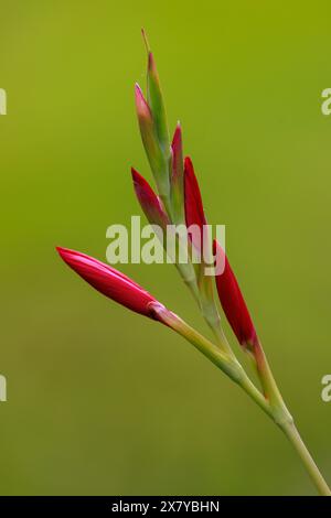 Karmesinlilie [ Hesperantha coccinea ] ungeöffnete Blume am Rand des Gartenteichs Stockfoto