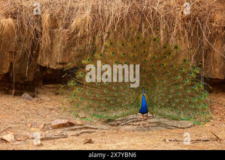 Die atemberaubende Tierwelt des Ranthambore National Park Indien Stockfoto