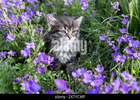 Graues Tabby neugieriges süßes Kätzchen mit blauen Augen sitzt auf einem Blumenbeet zwischen vielen hellen Fliederblüten Stockfoto