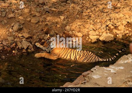 Die atemberaubende Tierwelt des Ranthambore National Park Indien Stockfoto